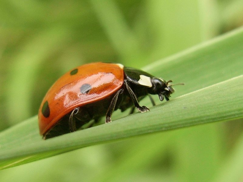 coccinella septempunctata in garden coccinella septempunctata in garden