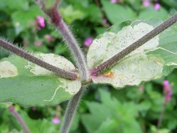 Amauromyza flavifrons