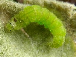 Anania verbascalis