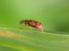 Anisosticta novemdecimpunctata (Coccinelle des roseaux - Negentienpuntlieveheersbeestje)