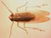 Chloriona smaragdula