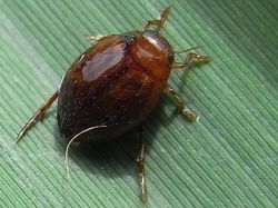 Hyphydrus ovatus