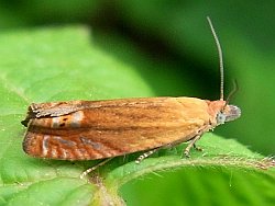 Lathronympha strigana