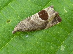 Notocelia uddmanniana