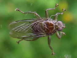 Ornithomya avicularia