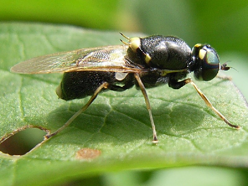 www.cebe.be/upload/inventaires/oxycera_leonina_02.jpg