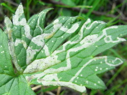 Phytomyza ranunculi