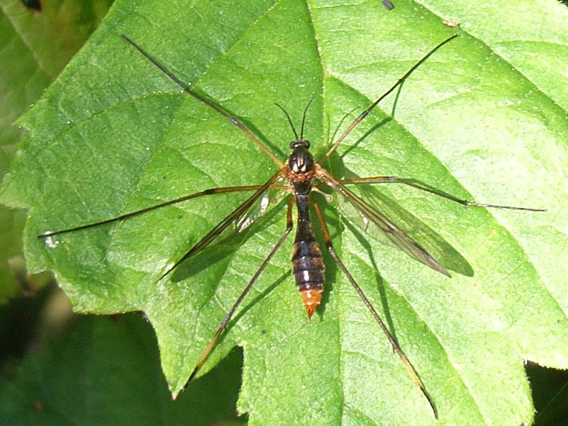 www.cebe.be/upload/inventaires/ptychoptera_albimana_01.jpg