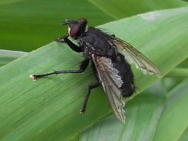 www.cebe.be/upload/inventaires/q_calliphoridae_1.jpg