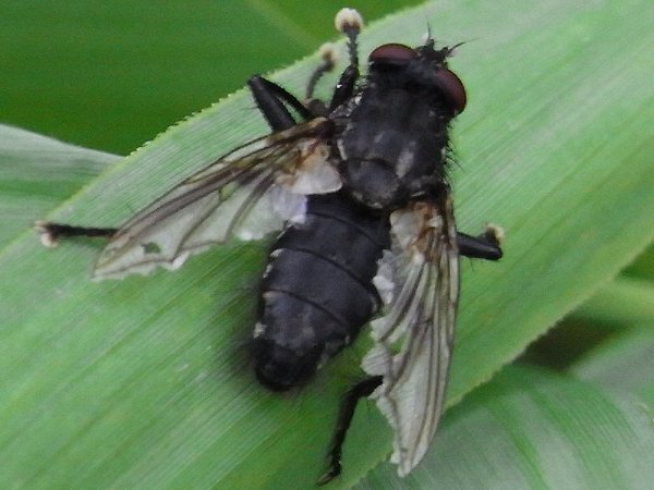 www.cebe.be/upload/inventaires/q_calliphoridae_2.jpg