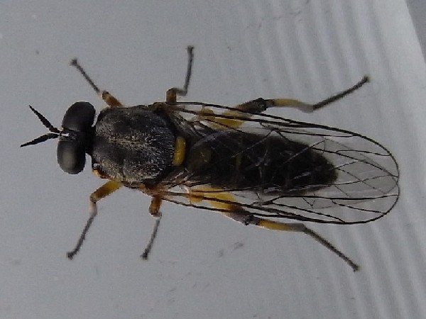 www.cebe.be/upload/inventaires/q_diptera_100608_01.jpg