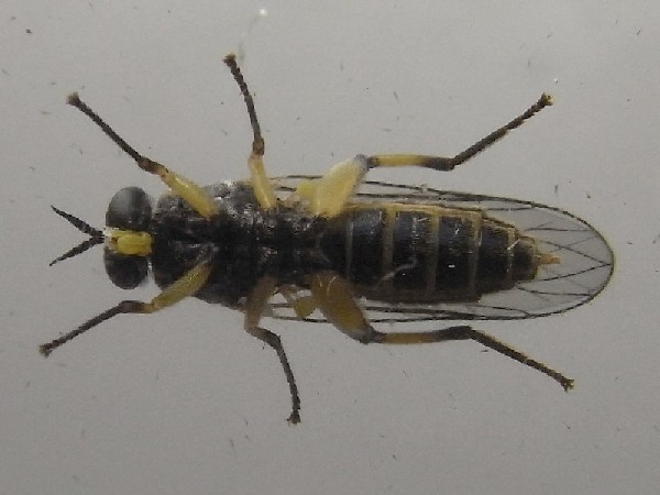 www.cebe.be/upload/inventaires/q_diptera_100608_03.jpg