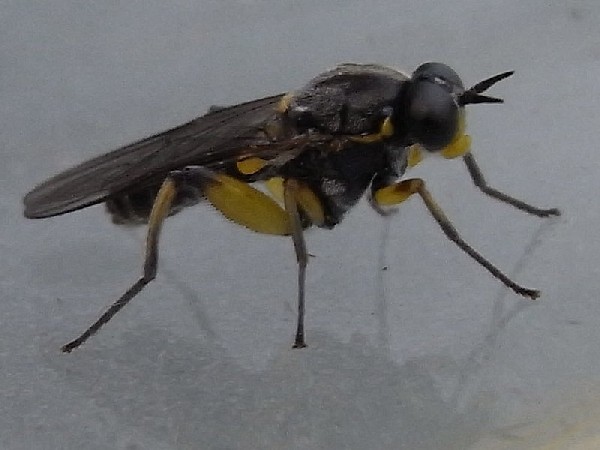 www.cebe.be/upload/inventaires/q_diptera_100608_04.jpg