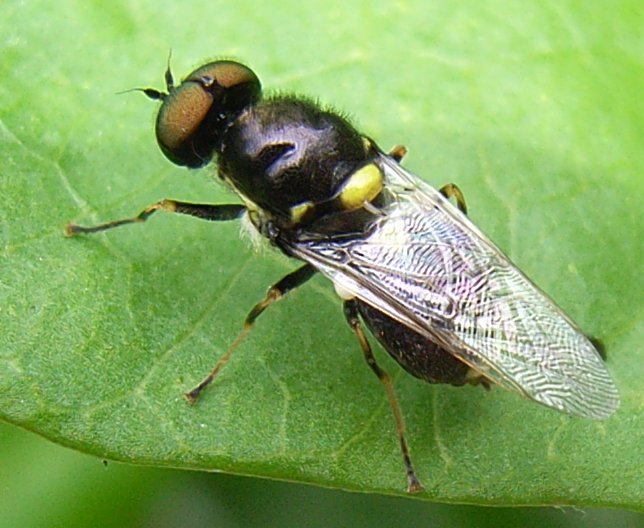 www.cebe.be/upload/inventaires/q_oxycera140707_01.jpg
