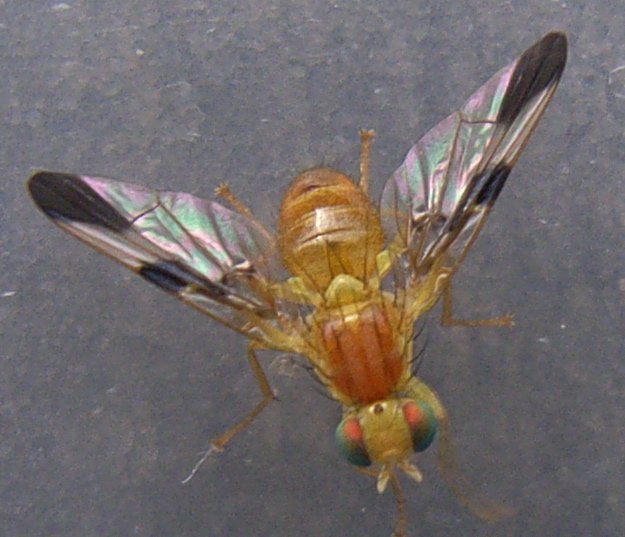 www.cebe.be/upload/inventaires/q_tephritidae_01.jpg