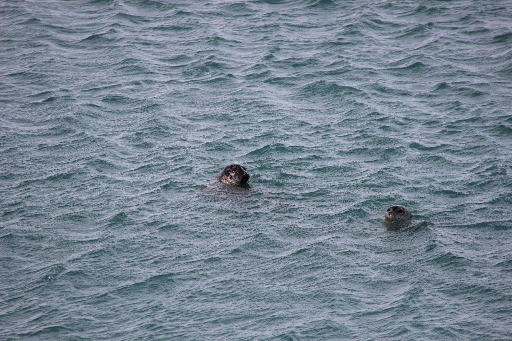 Phoque gris à gauche - Phoque veau marin à droite. Photos : Laurence Tilman Islande mai 2014